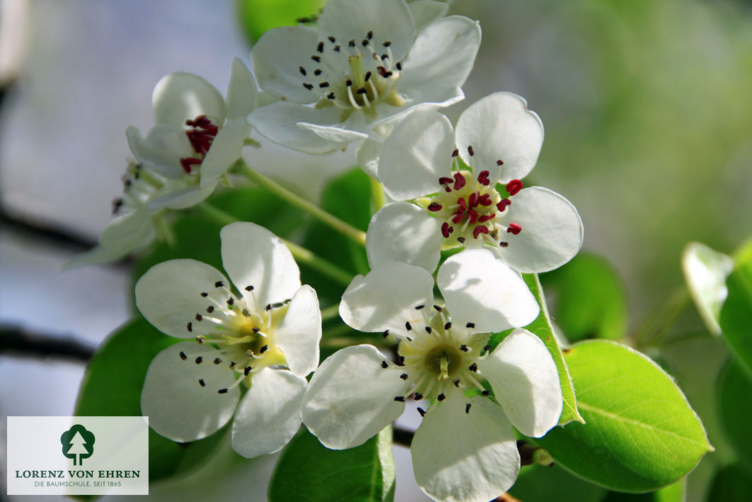 Pyrus communis 'Gute Luise von Avranches'