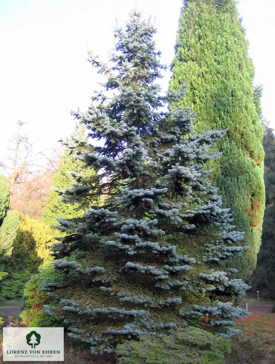 Picea pungens 'Oldenburg'