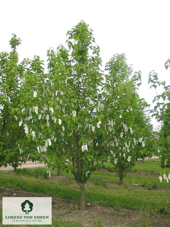 Davidia involucrata vilmoriniana