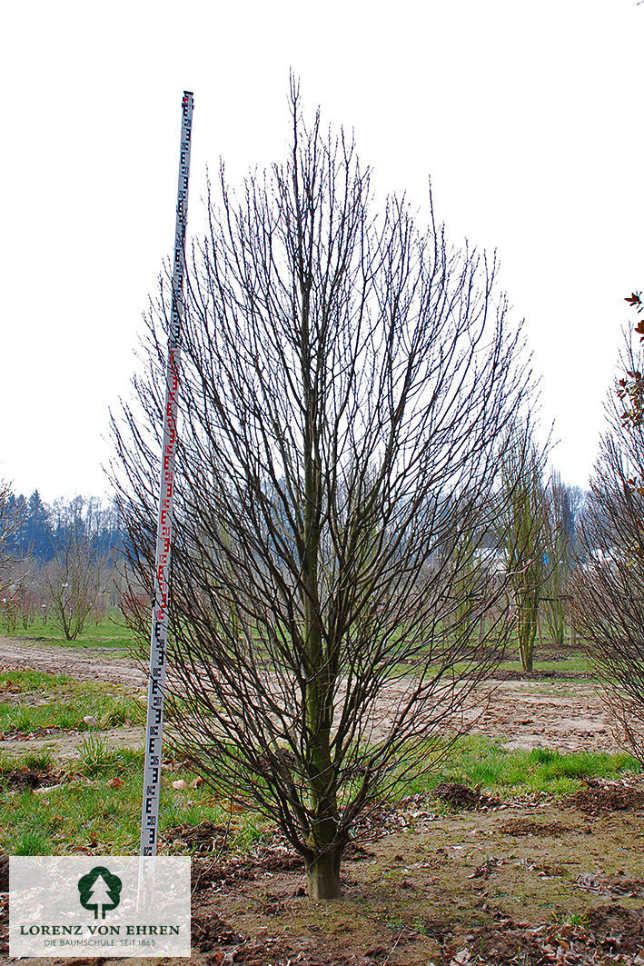 Carpinus betulus 'Fastigiata Monument'