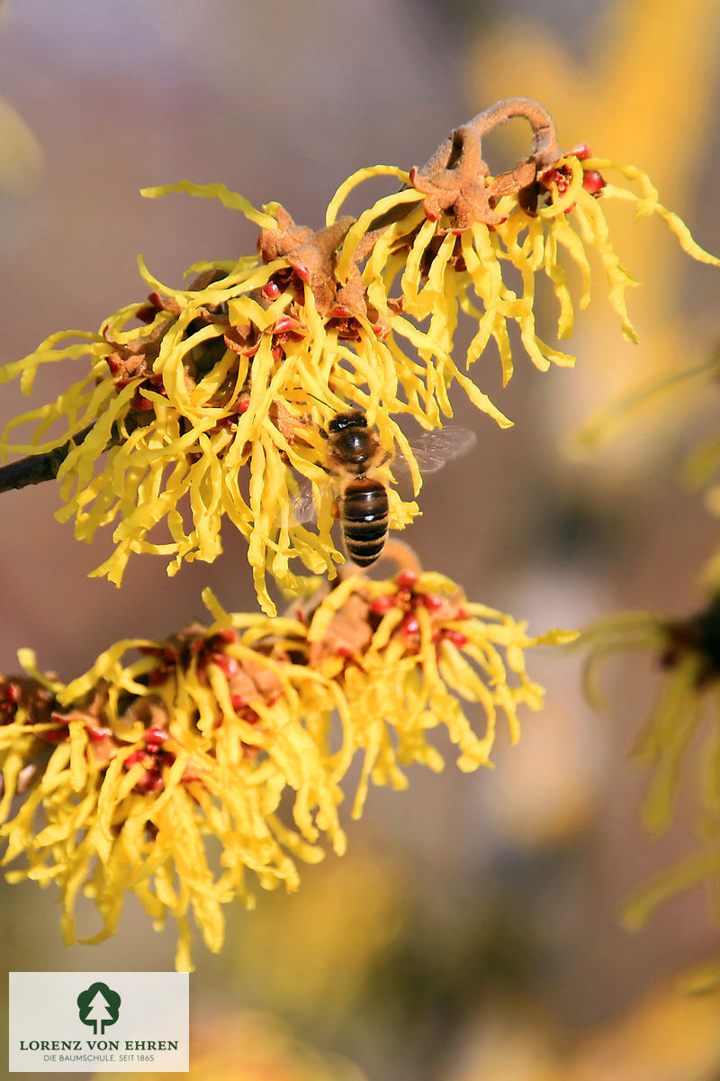 Hamamelis intermedia 'Arnold Promise'