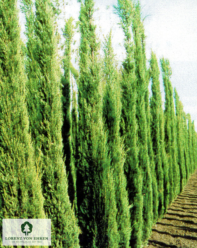 Cupressus sempervirens 'Stricta'