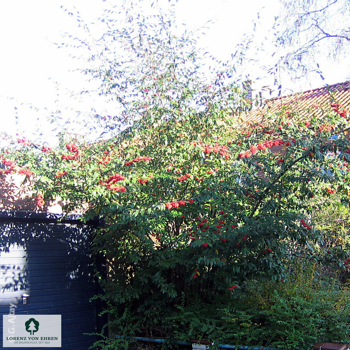 Cotoneaster watereri 'Cornubia'