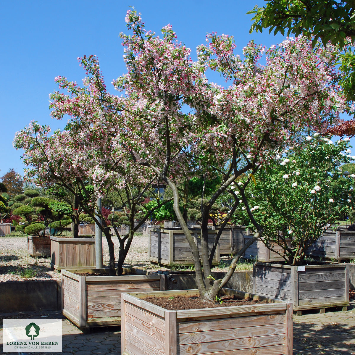 Malus floribunda