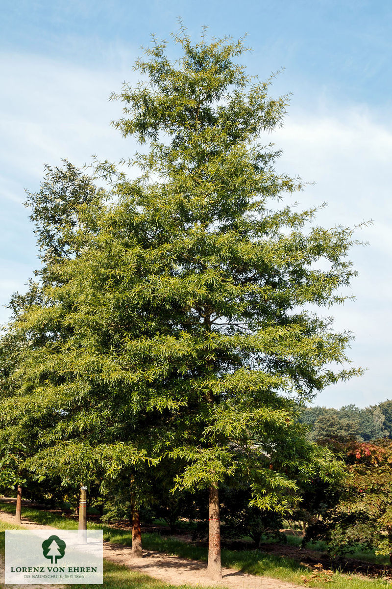 Quercus phellos