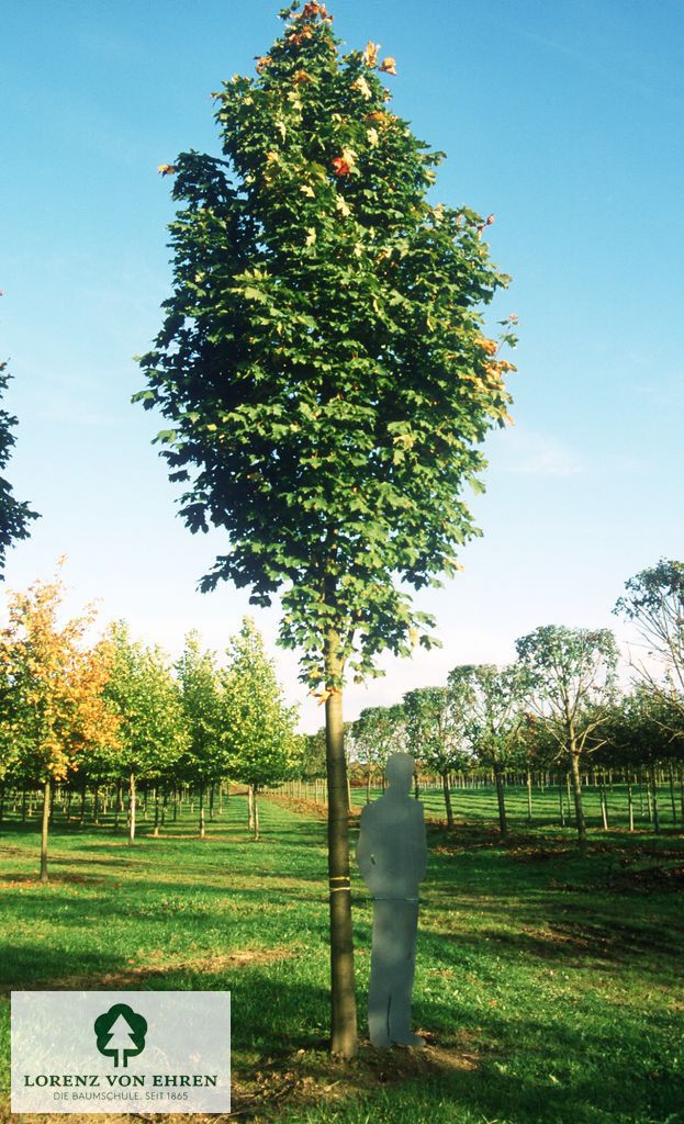 Acer platanoides 'Columnare'