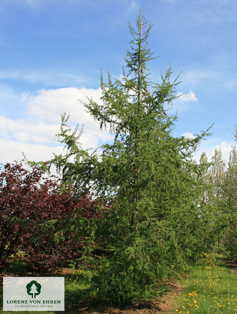 Larix kaempferi