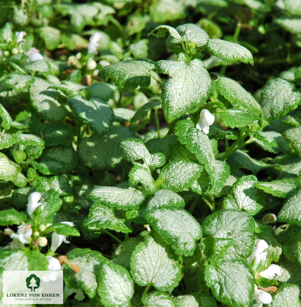 Lamium maculatum 'White Nancy'