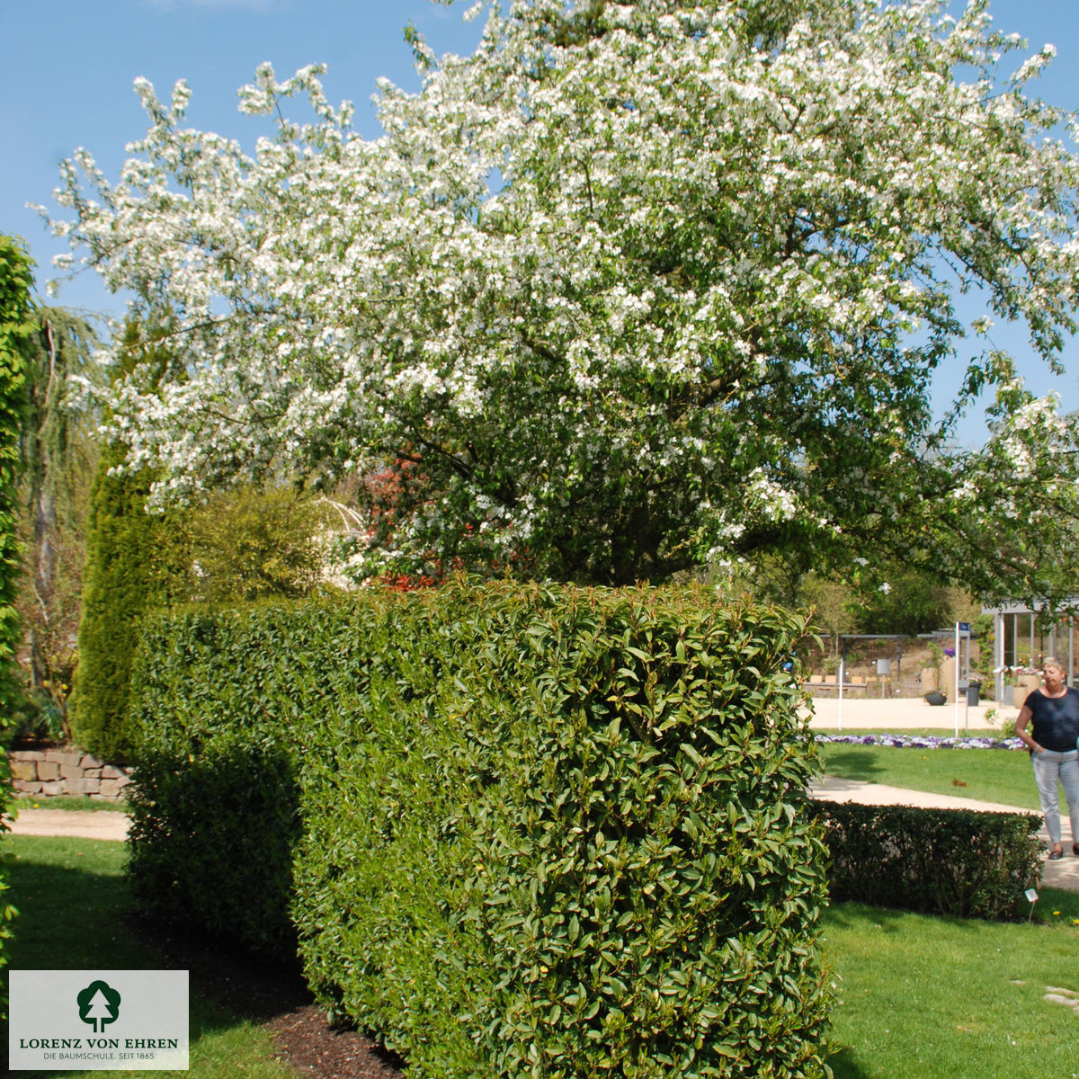 Prunus lusitanica 'Angustifolia'