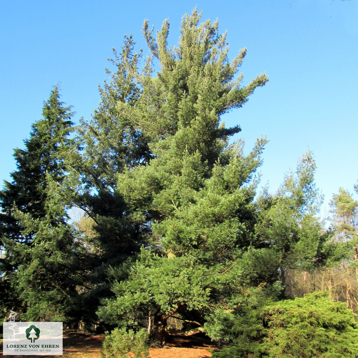 Pinus strobus