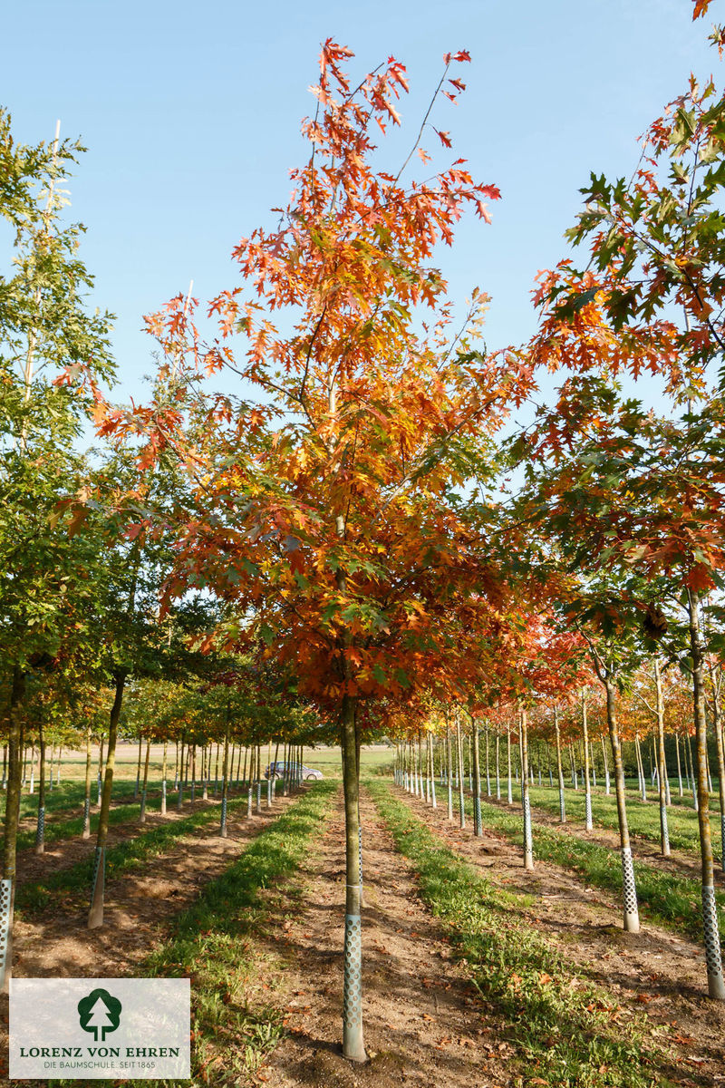 Quercus coccinea