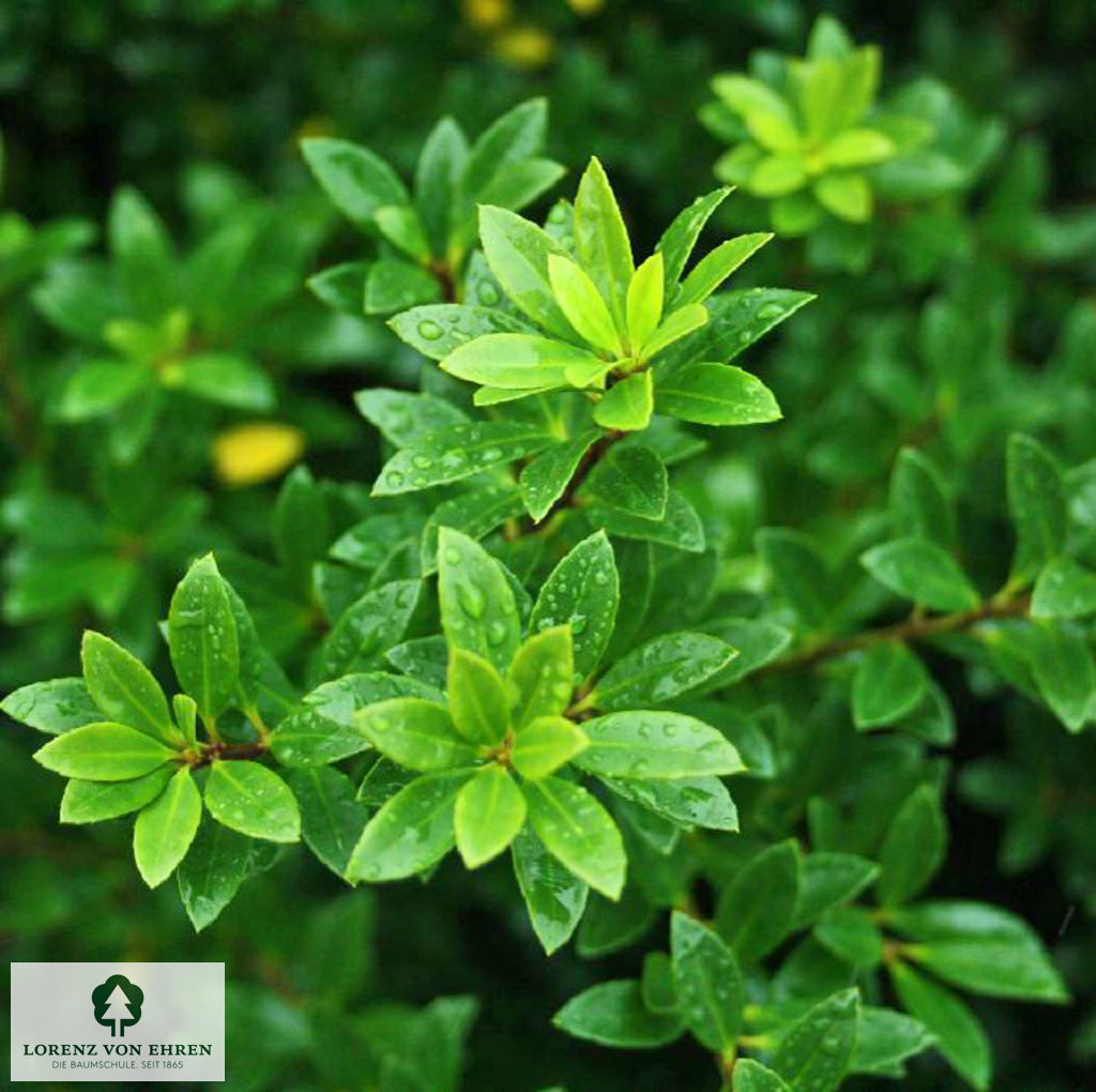 Ilex crenata