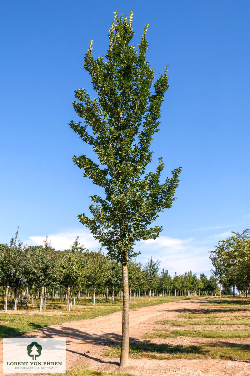 Ulmus hollandica 'Lobel'