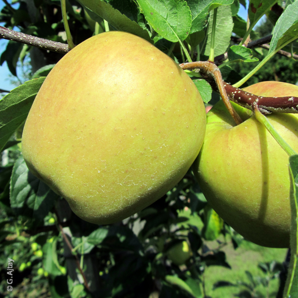 Die Frucht des Apfels Malus domestica Golden Delicious