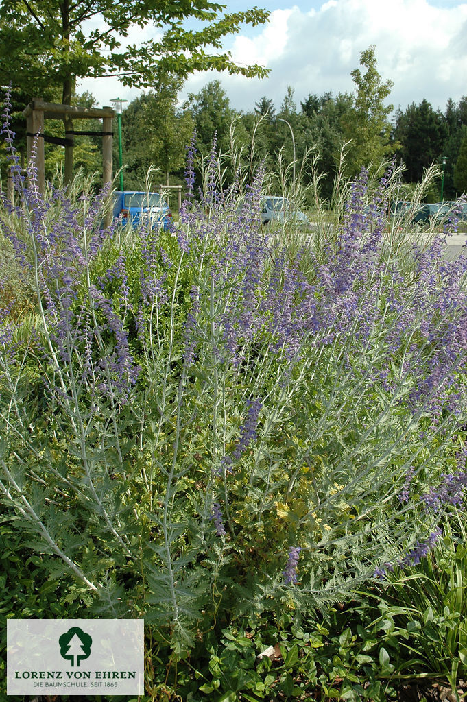 Perovskia abrotanoides