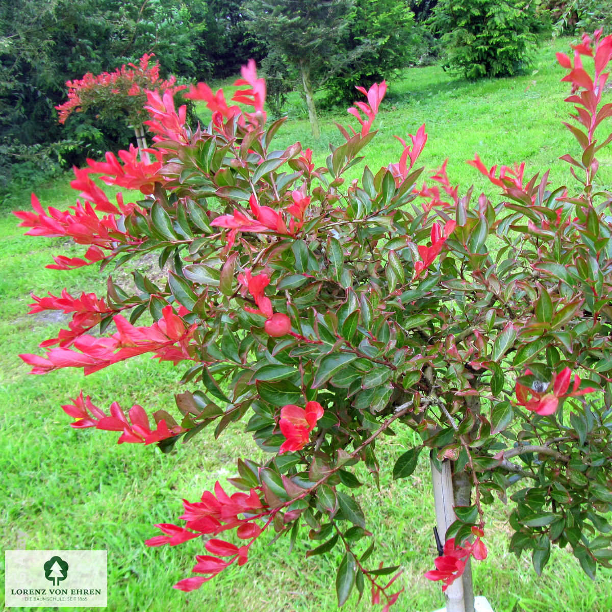 Lagerstroemia indica 'in Farben'
