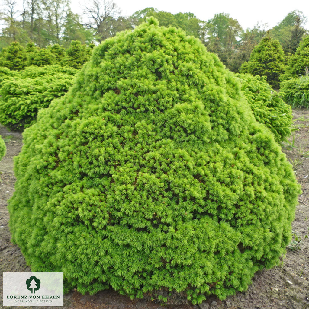 Picea glauca 'Alberta Globe'