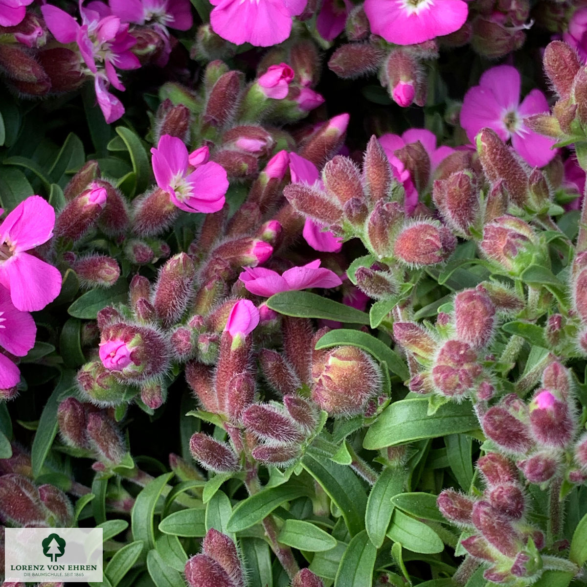 Aubrieta cultorum 'Rubinfeuer'