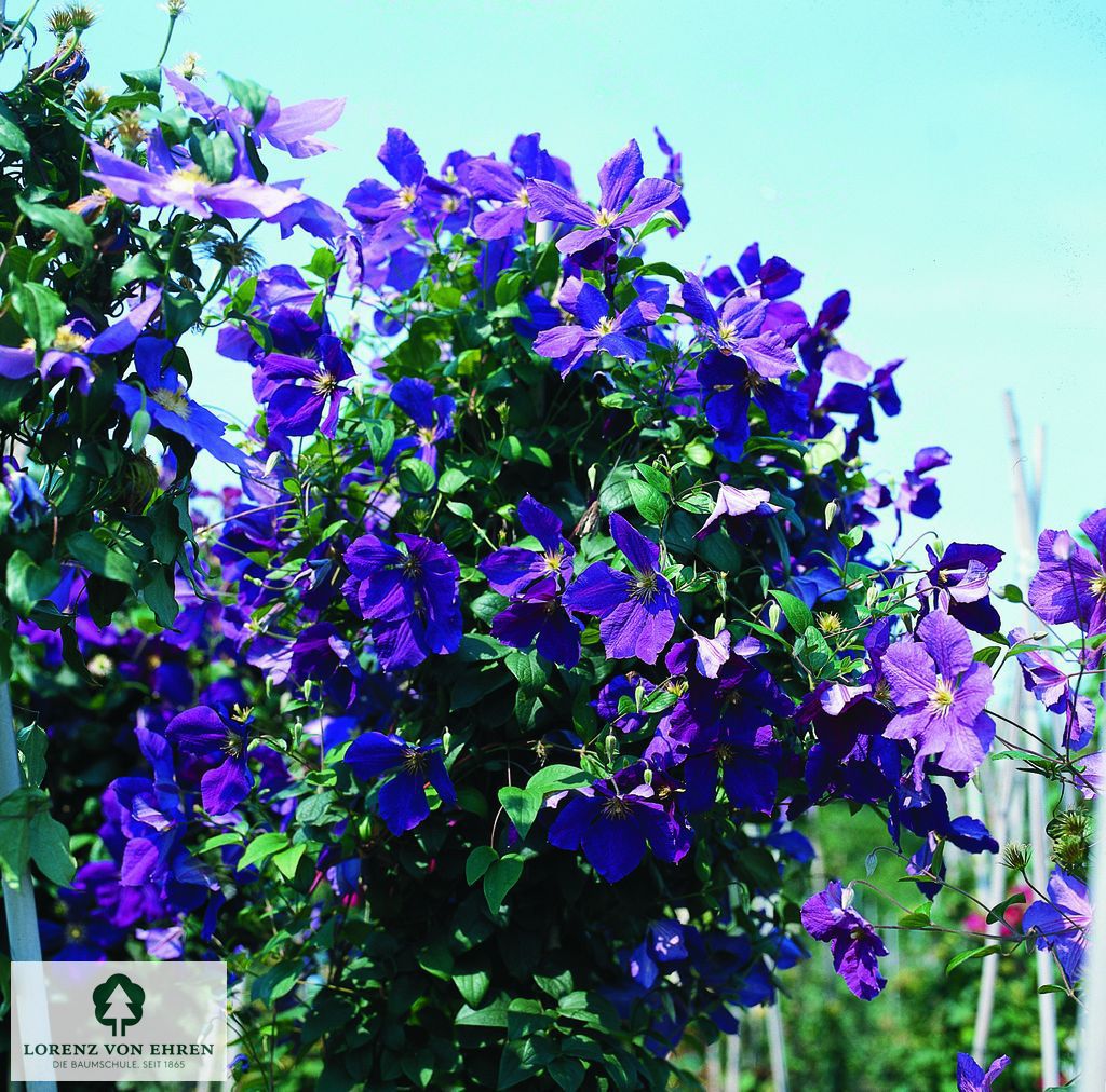 Clematis 'Mrs. Cholmondeley'