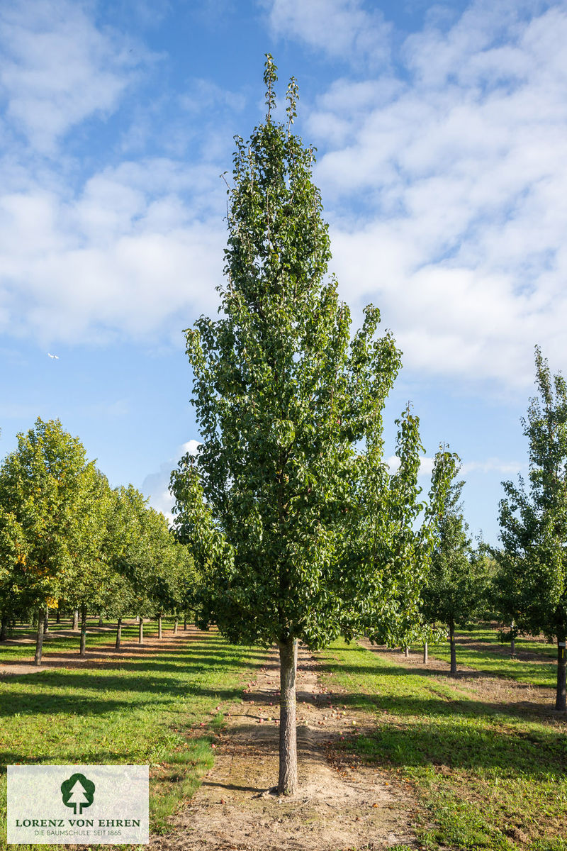 Pyrus communis 'Gellerts Butterbirne'