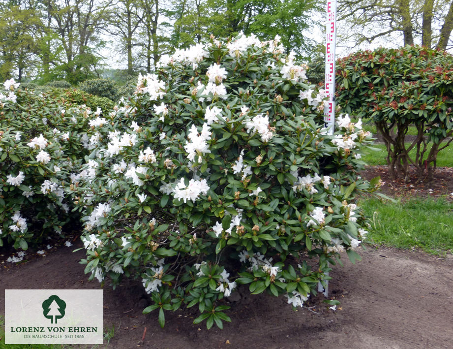 Rhododendron Hybride 'Cunninghams White'