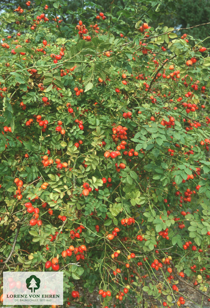 Rosa rubiginosa