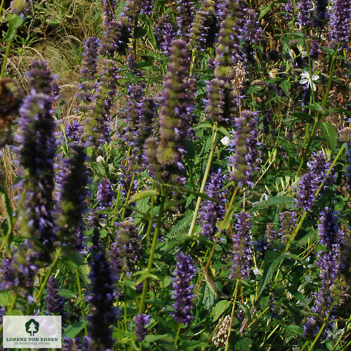 Agastache Rugosa Hybride 'Black Adder'