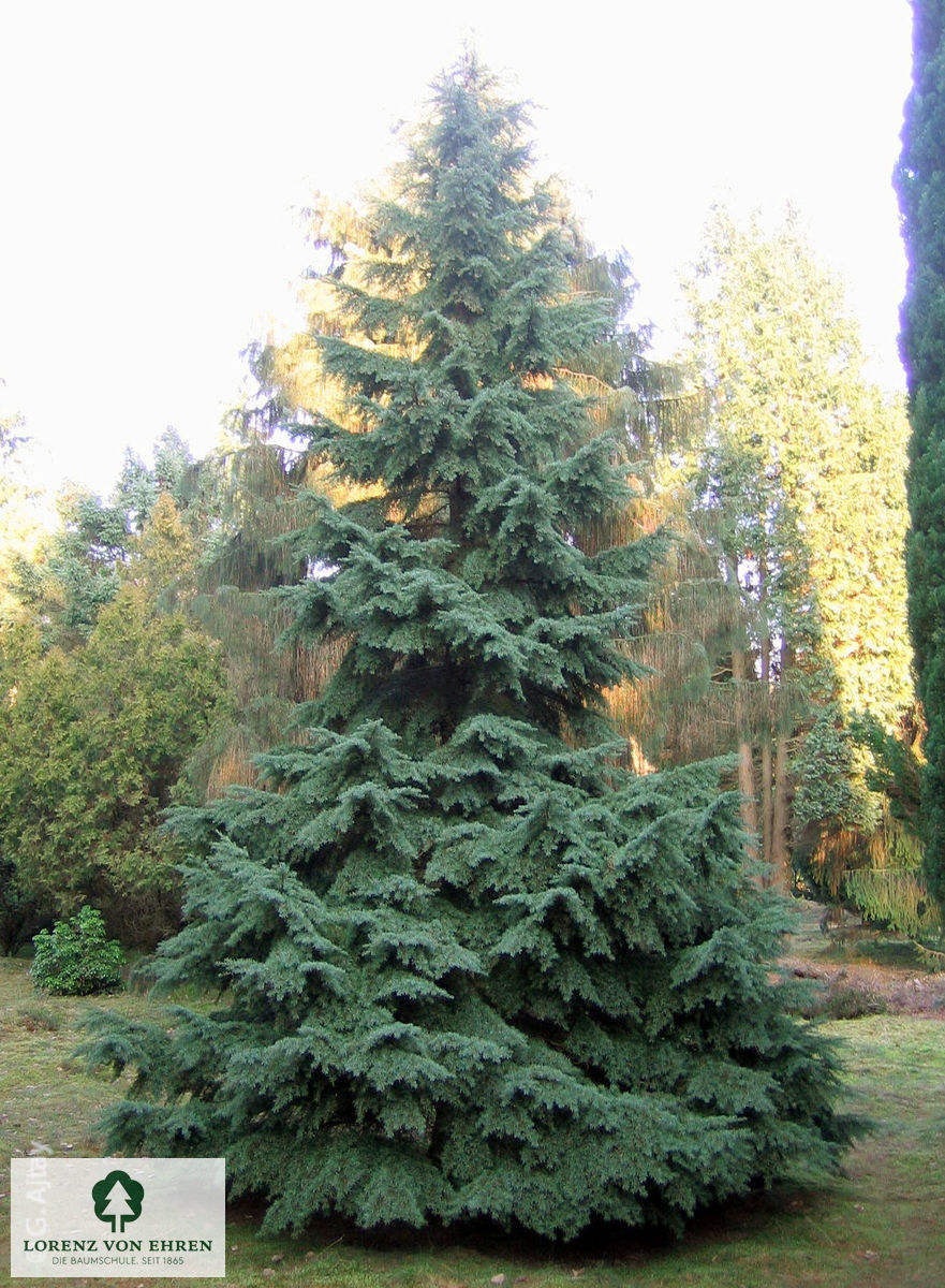 Tsuga mertensiana