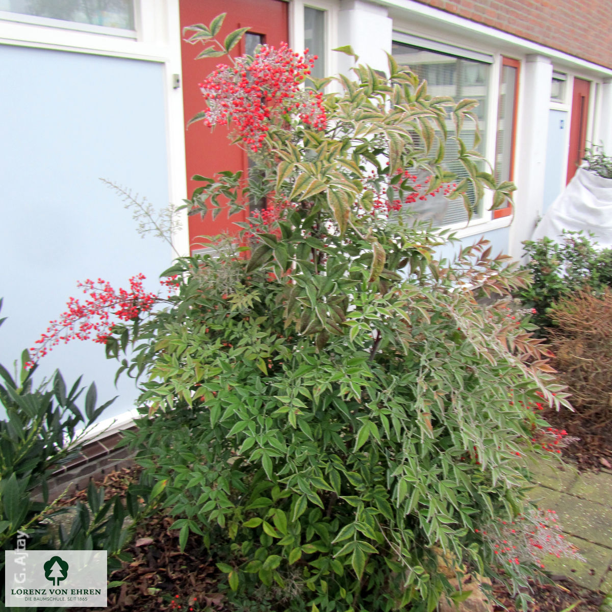 Nandina domestica