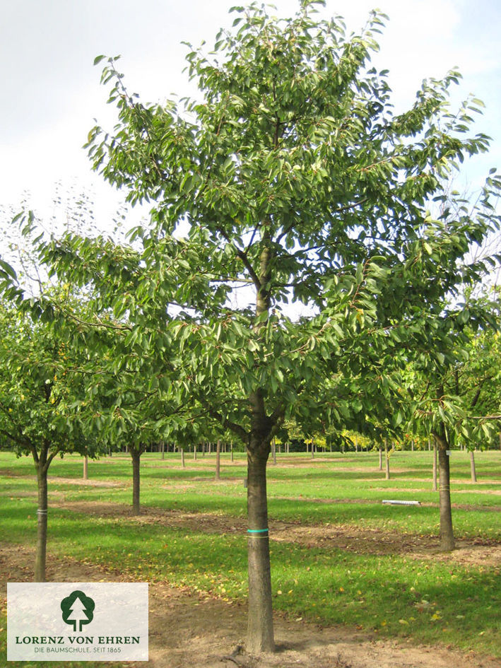 Prunus avium 'Hedelfinger Riesenkirsche'