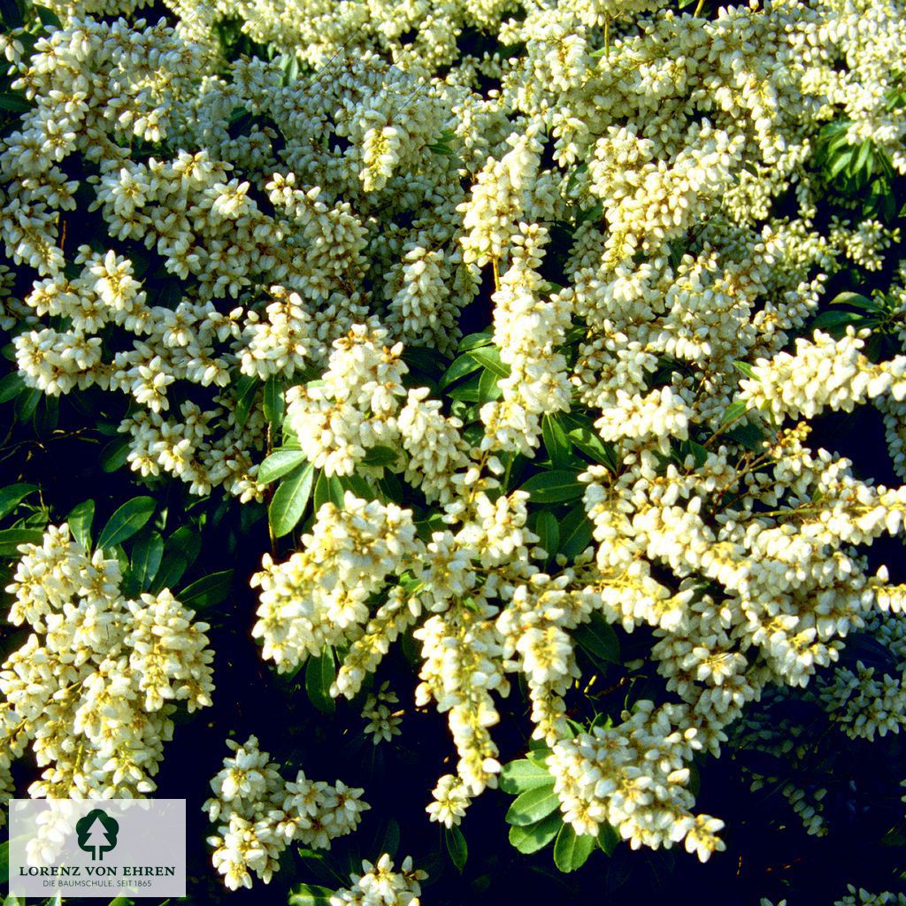 Pieris japonica 'White Pearl'
