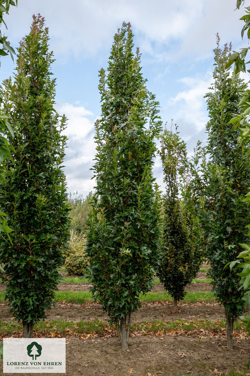 Quercus palustris 'Green Pillar'