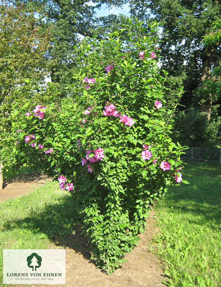 Hibiscus syriacus 'Hamabo'