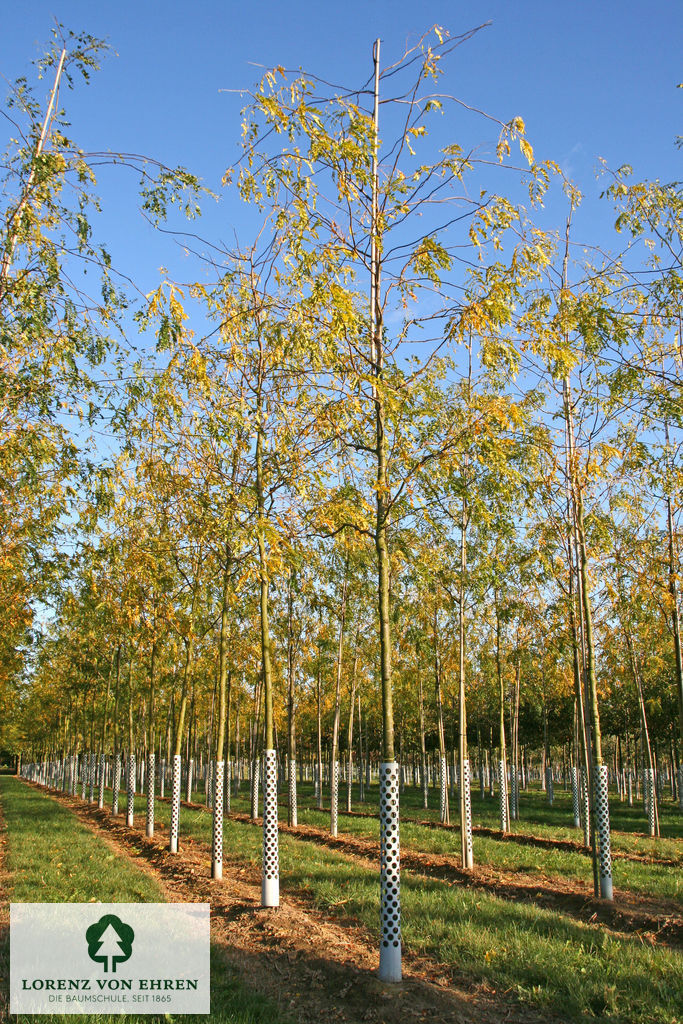 Gleditsia triacanthos 'Skyline'