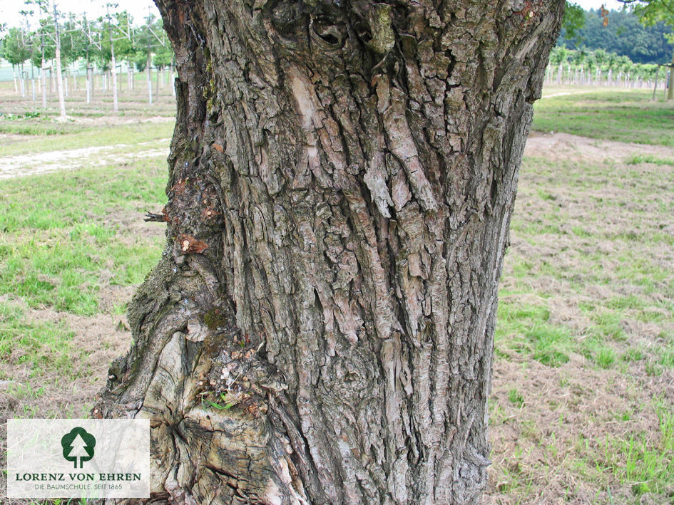 Salix alba