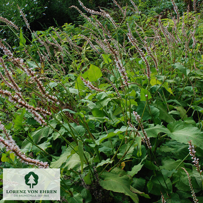 Sanguisorba officinalis 'Tanna'