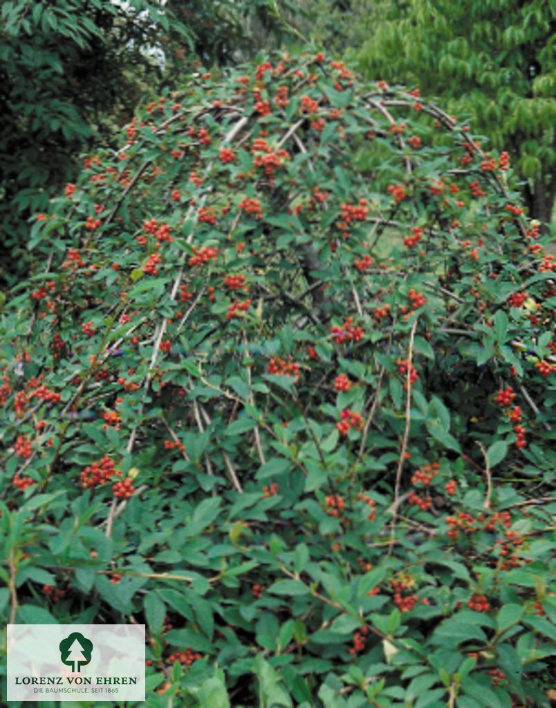 Cotoneaster watereri 'Pendulus'