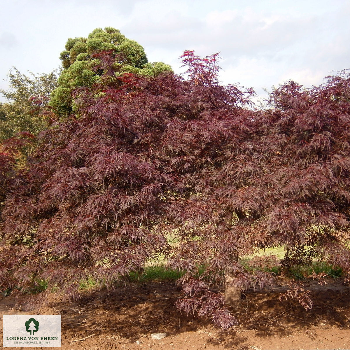 Acer palmatum 'Dissectum Garnet'