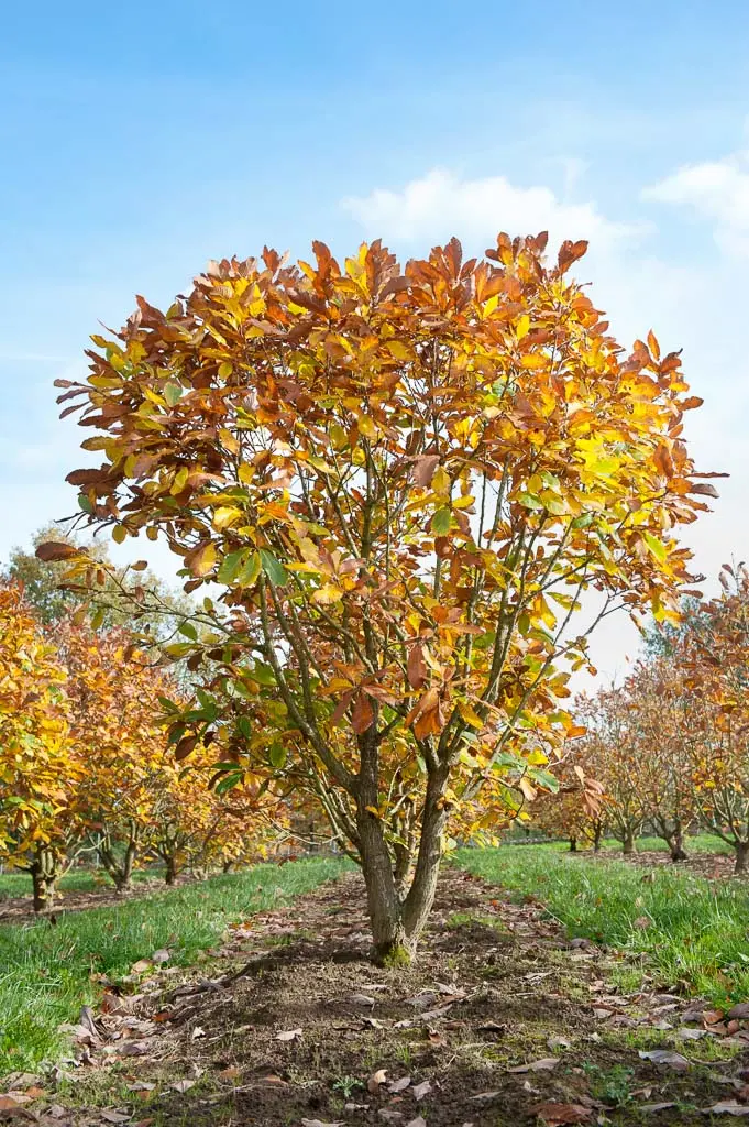 Quercus pontica Unikat