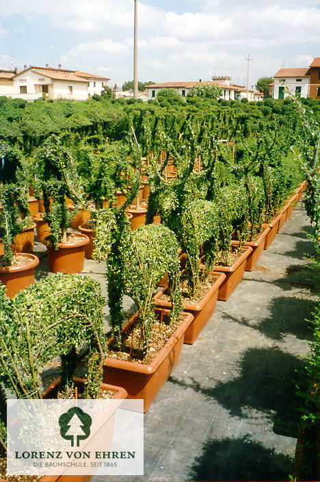 Ilex crenata