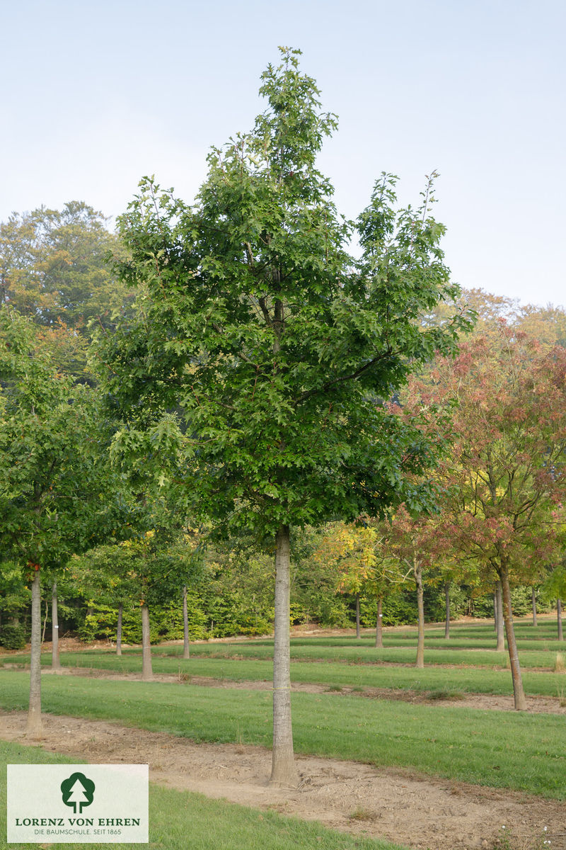 Quercus rubra