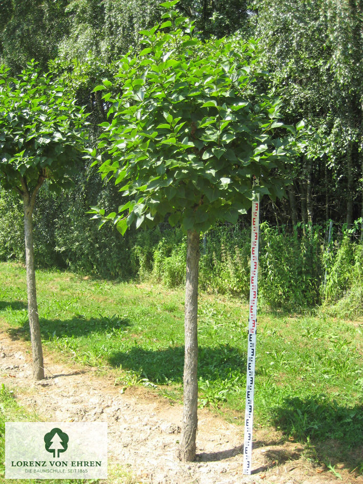 Syringa vulgaris 'Katherine Havemeyer'