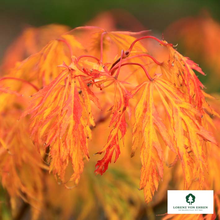 Acer palmatum 'Dissectum'