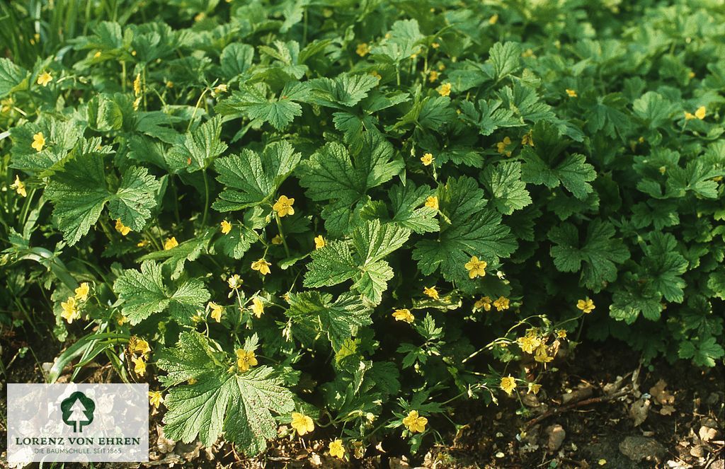 Waldsteinia geoides