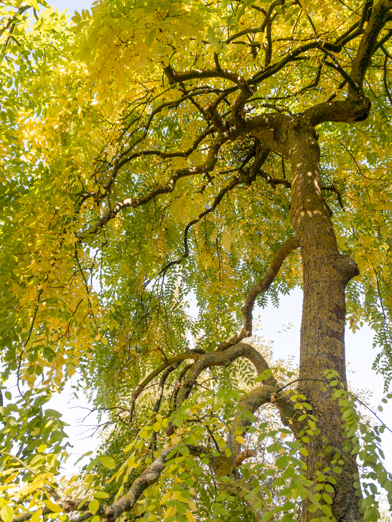Sophora japonica 'Pendula' Unikat