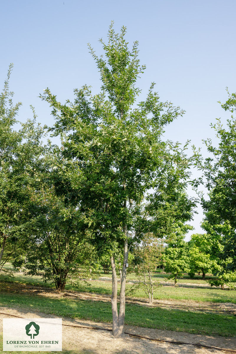 Quercus cerris