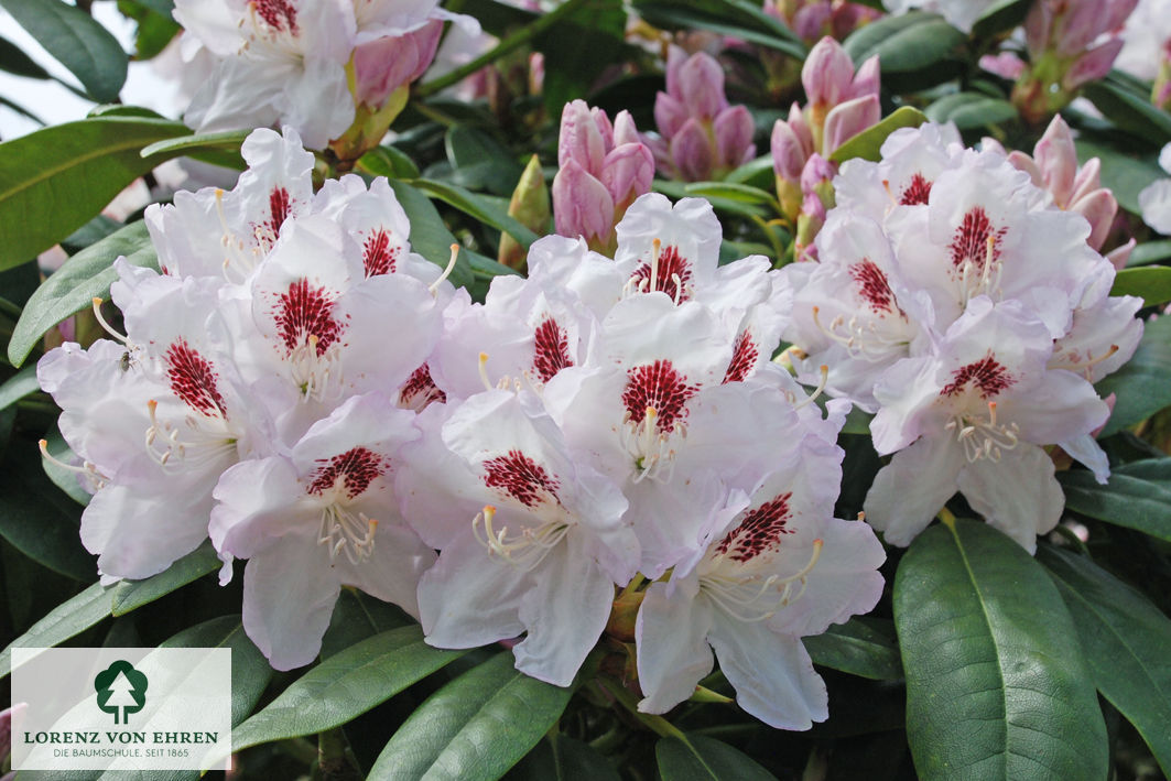 Rhododendron Hybride 'Humboldt'