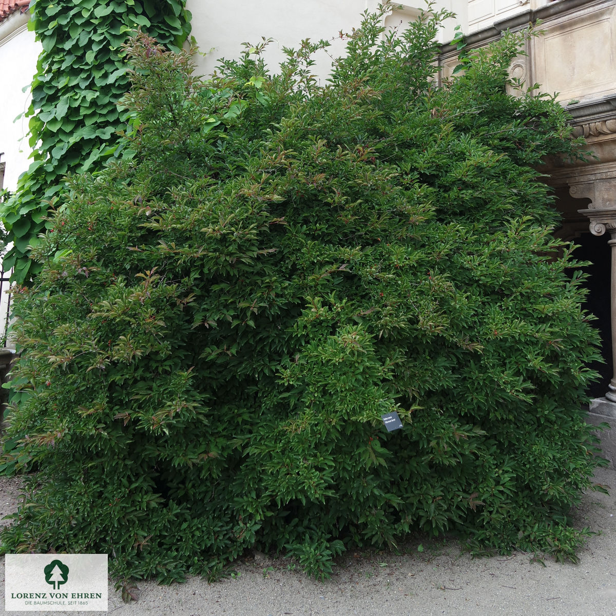 Viburnum farreri