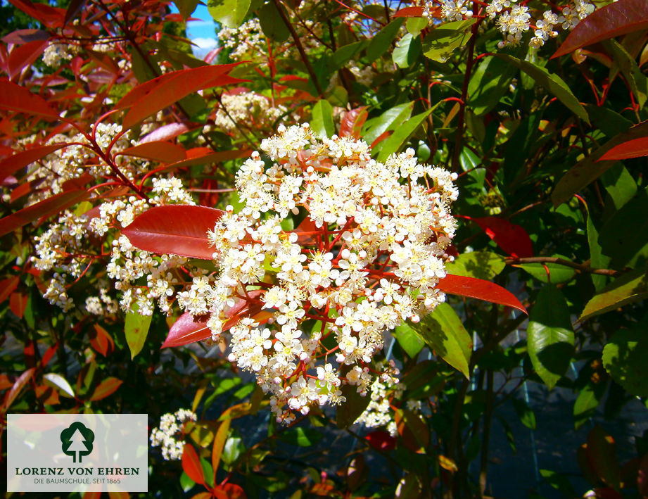 Photinia fraseri 'Red Robin'