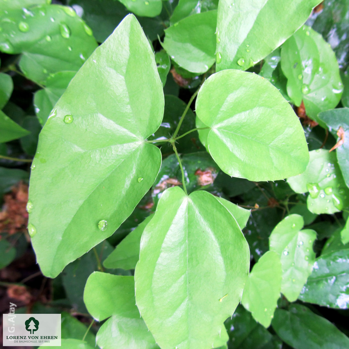 Epimedium youngianum 'Niveum'